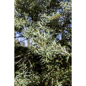 Detailaufnahme des Sanddornstrauchs Hippophae Rhamnoides Hikul mit silbrig-grünen Blättern.