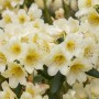 Nahaufnahme des Rhododendron Yak. Millenium Gold mit gelben Blüten.