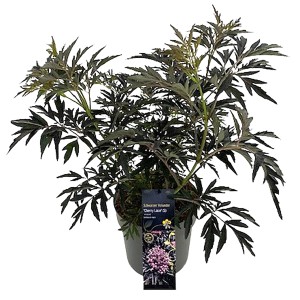 Schwarzer Holunder Cherry Lace im Topf, dunkelrotes Laub. Zierstrauch für Garten und Terrasse.