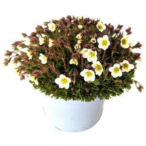 GROW by OBI Moos-Steinbrech "Ice Colours" im Topf, mit weißen Blüten. Winterharte Staude für Steingärten.