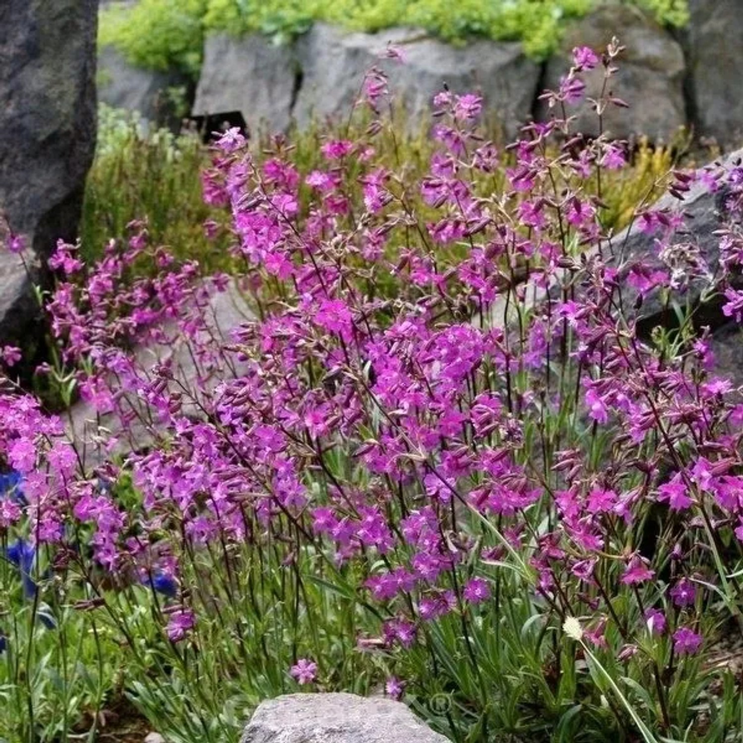 Pechnelke Feuer - Lychnis viscaria
