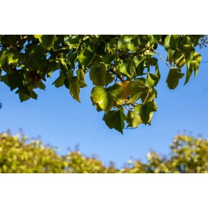 Immergrüner Hedera Helix Arborescens Efeu mit grünen Blättern vor blauem Himmel.