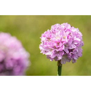 Grasnelke Dreameria Rosa/Lila im Topf, eine farbenfrohe Stehpflanze für Beet und Kübel.