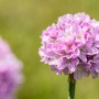Grasnelke Dreameria Rosa/Lila im Topf, eine farbenfrohe Stehpflanze für Beet und Kübel.