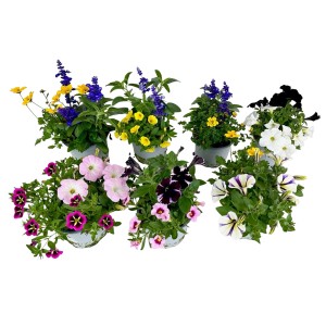 Beetpflanzen Duo im Topf, verschiedene Farben und Sorten für Balkon und Garten.