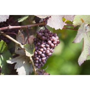 Weinrebe 'Piroschka' mit reifen, roten Trauben an der Kletterpflanze.