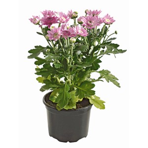 Chrysantheme im Topf, rosa Blüten, Topf-Ø 9 cm. Herbstblüher für Balkon und Garten.