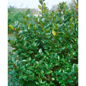 Immergrüne Stechpalme 'Blue Prince' (60-80cm) mit glänzend grünen Blättern, ideal als Heckenpflanze.