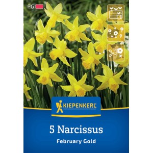 Kiepenkerl Alpenveilchen-Narzisse February Gold, 5 Stück. Goldgelbe Frühlingsblüher für Garten und Kübel.