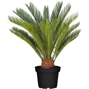 Palmfarn Cycas revoluta im Topf, ca. 60-80 cm hoch. Exotische Kübelpflanze mit farnartigen Blättern.
