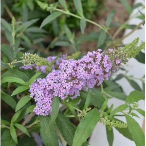 Nahaufnahme des Schmetterlingsstrauchs 'Sky Blue' mit lavendelfarbenen Blütenrispen und grünen Blättern.