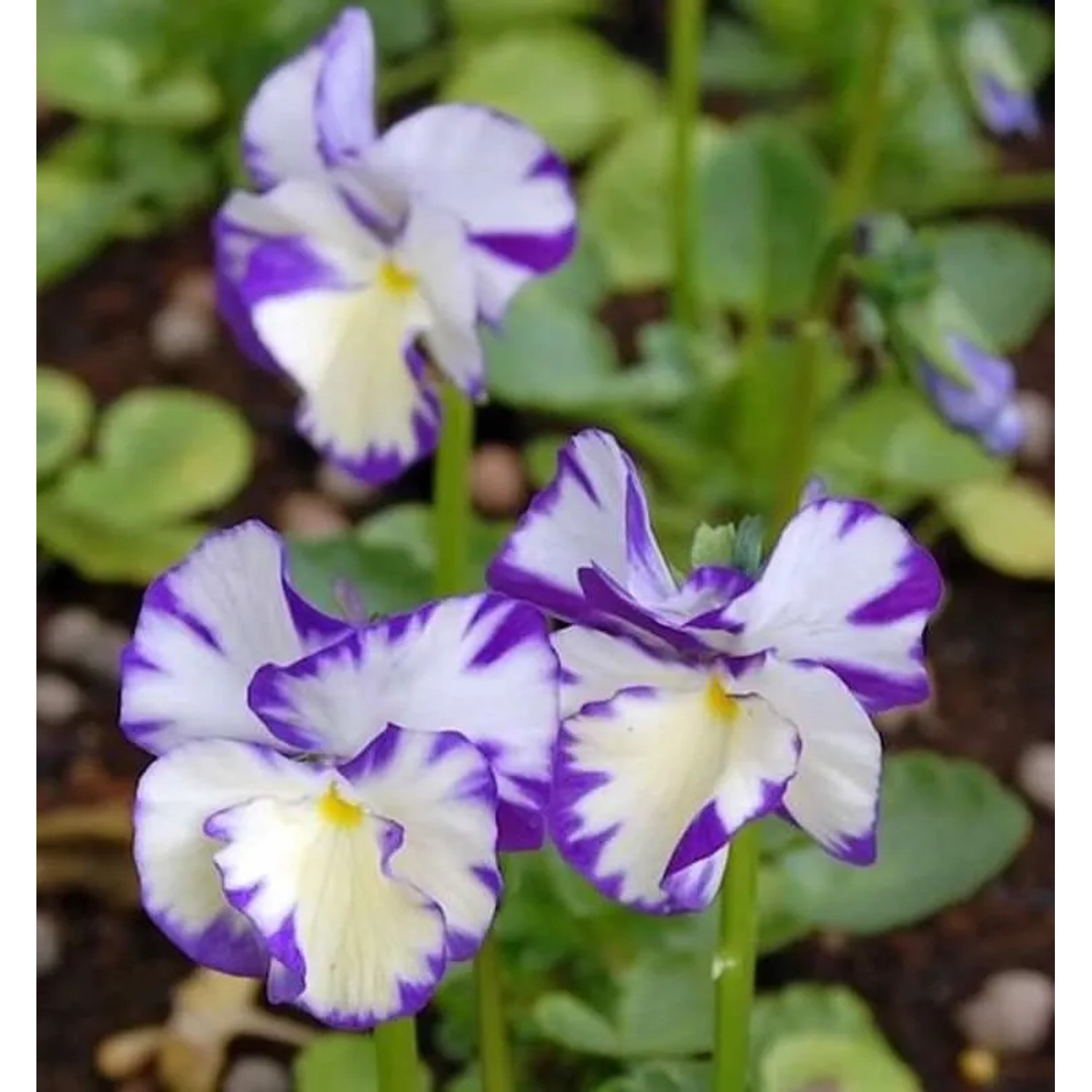 Hornveilchen Rebecca Cawthorne - Viola cornuta
