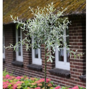 Hängende Wildbirne (Pyrus salicifolia Pendula) als Hochstamm im Garten.