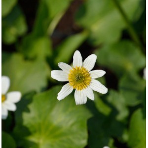 Nahaufnahme einer weißen Garten-Dotterblume (Caltha leptosepala) mit gelber Mitte vor grünem Laub.