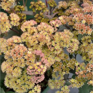 Gelbe Große Fetthenne Yellow Xenox (Sedum telephium) mit dichten Blütenständen.