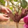 Dunkelbraunes Videx Garden Deko-Juteband wird um einen Baumstamm gewickelt.