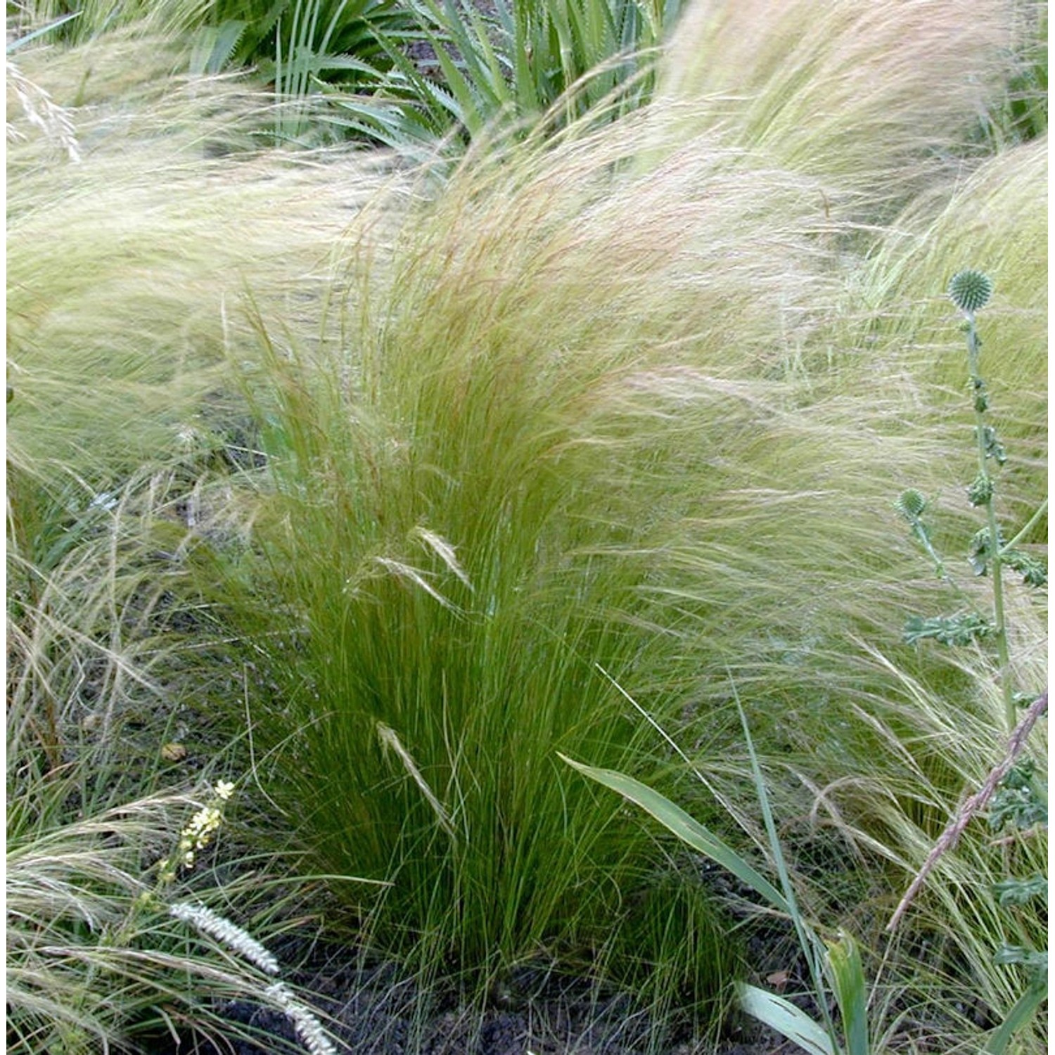 Pracht-Federgras - Stipa pulcherrima günstig online kaufen