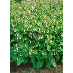 Kaukasus-Beinwell 'Wisley Blue' (Symphytum grandiflorum) mit weißen Blüten im Garten.