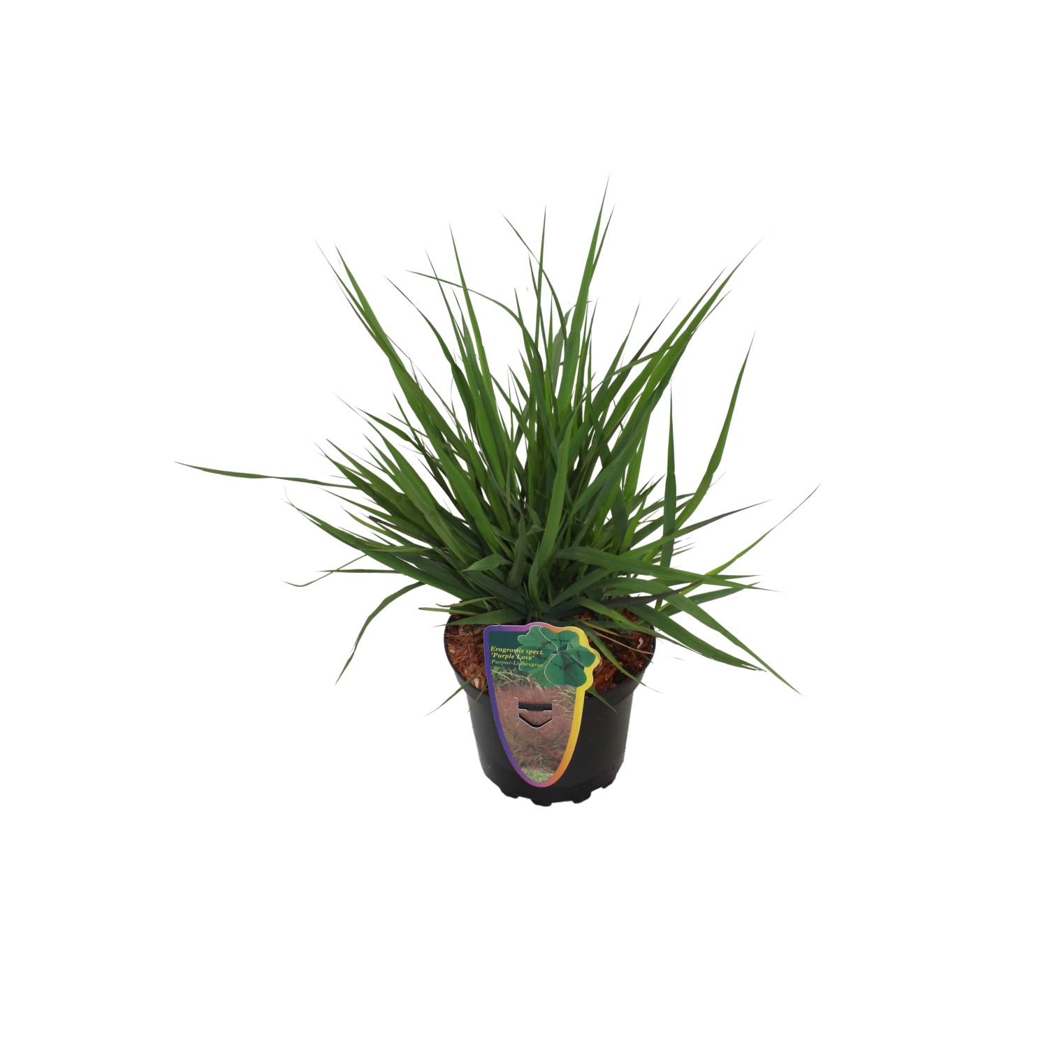 GROW by OBI Liebesgras Purple Love Purpur-violett Topf ca. 2 l günstig online kaufen