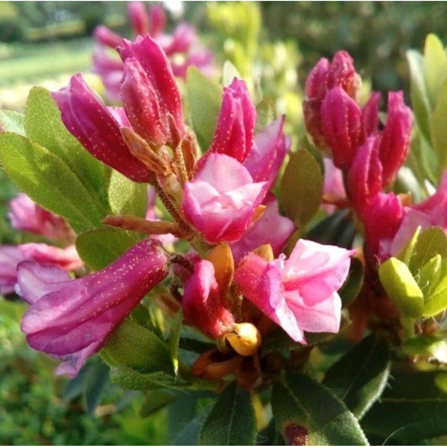 Bewimperte Alpenrose Typ Schnupper 10-15cm - Rhododendron hirsutum günstig online kaufen