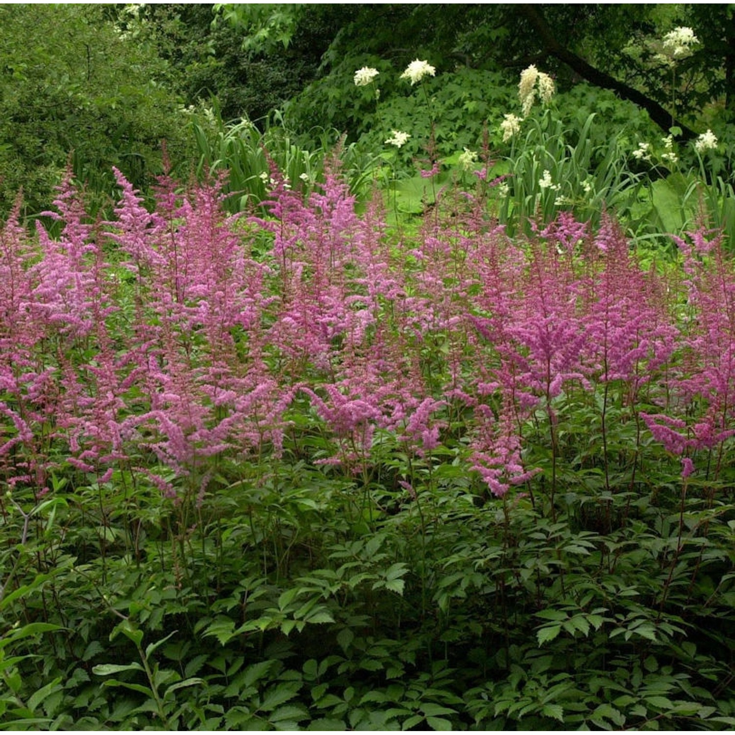 Prachtspiere Finale - Astilbe chinensis günstig online kaufen