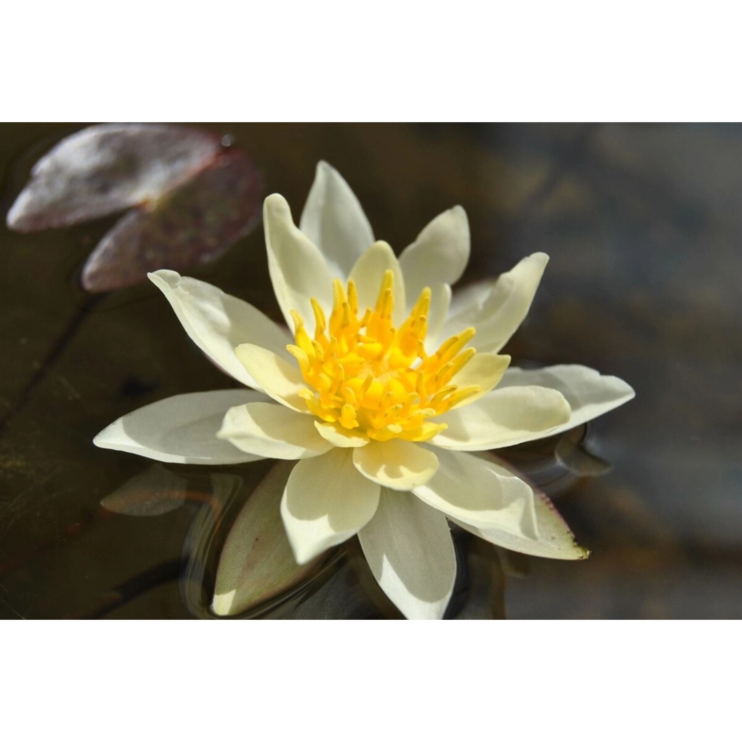 Nymphaea X Cult.'Marliacea Chromatella' Gelbe Seerose Ca. 11x11 cm Topf günstig online kaufen