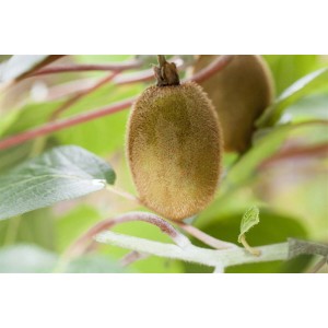 Nahaufnahme einer Kiwi (Actinidia Chinensis Hayward) am Strauch. Beerenstrauch mit grünen Blättern.