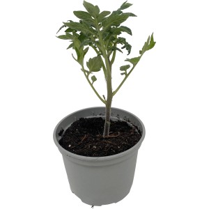 Junge Datteltomate im Topf (ca. 9 cm Ø) mit grünen Blättern, bereit zum Einpflanzen.