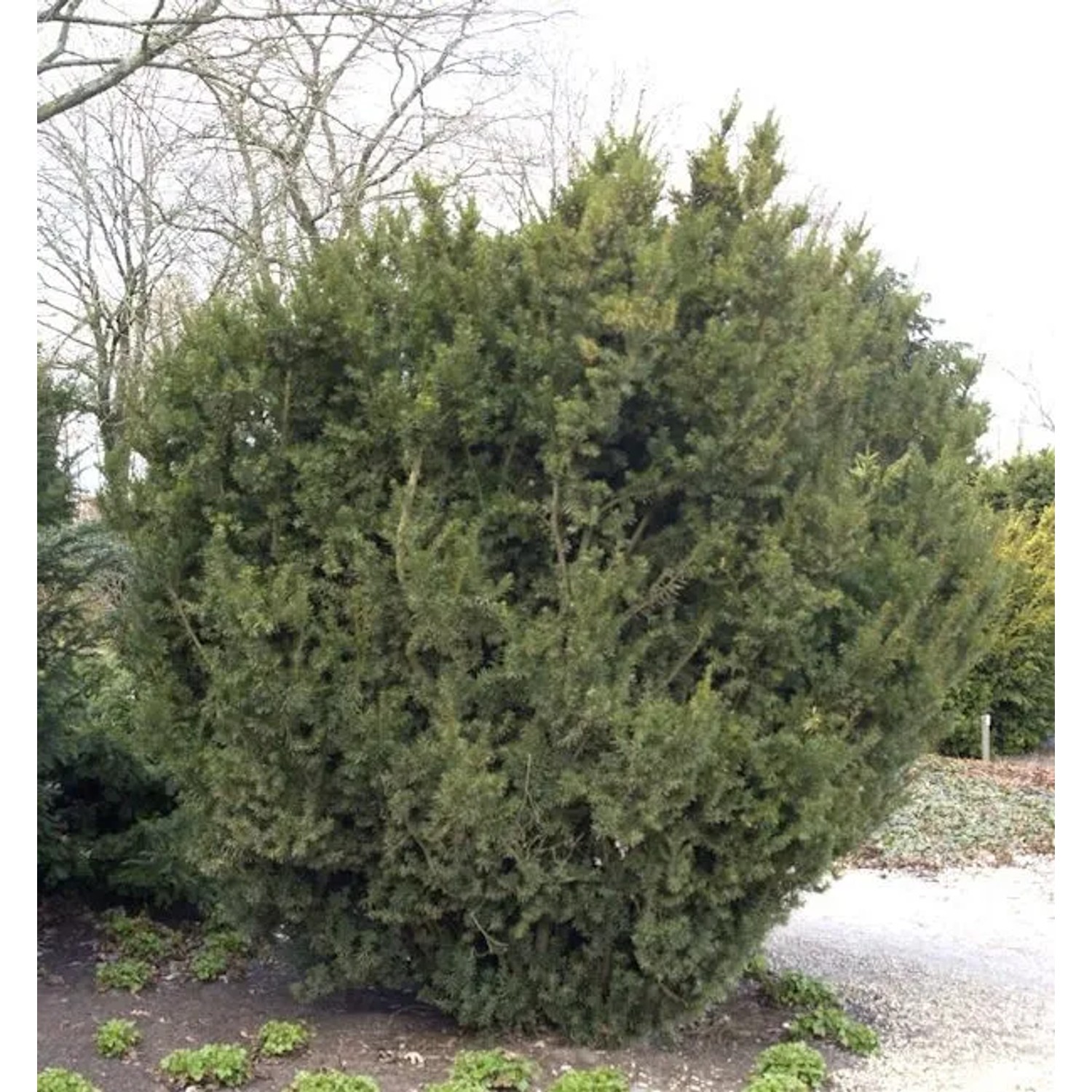 Bechereibe 50-60cm - Taxus media