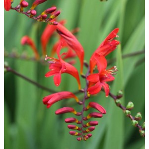 Leuchtend rote Garten-Monbretie 'Lucifer' (Crocosmia masoniorum), Detailaufnahme der Blüten.