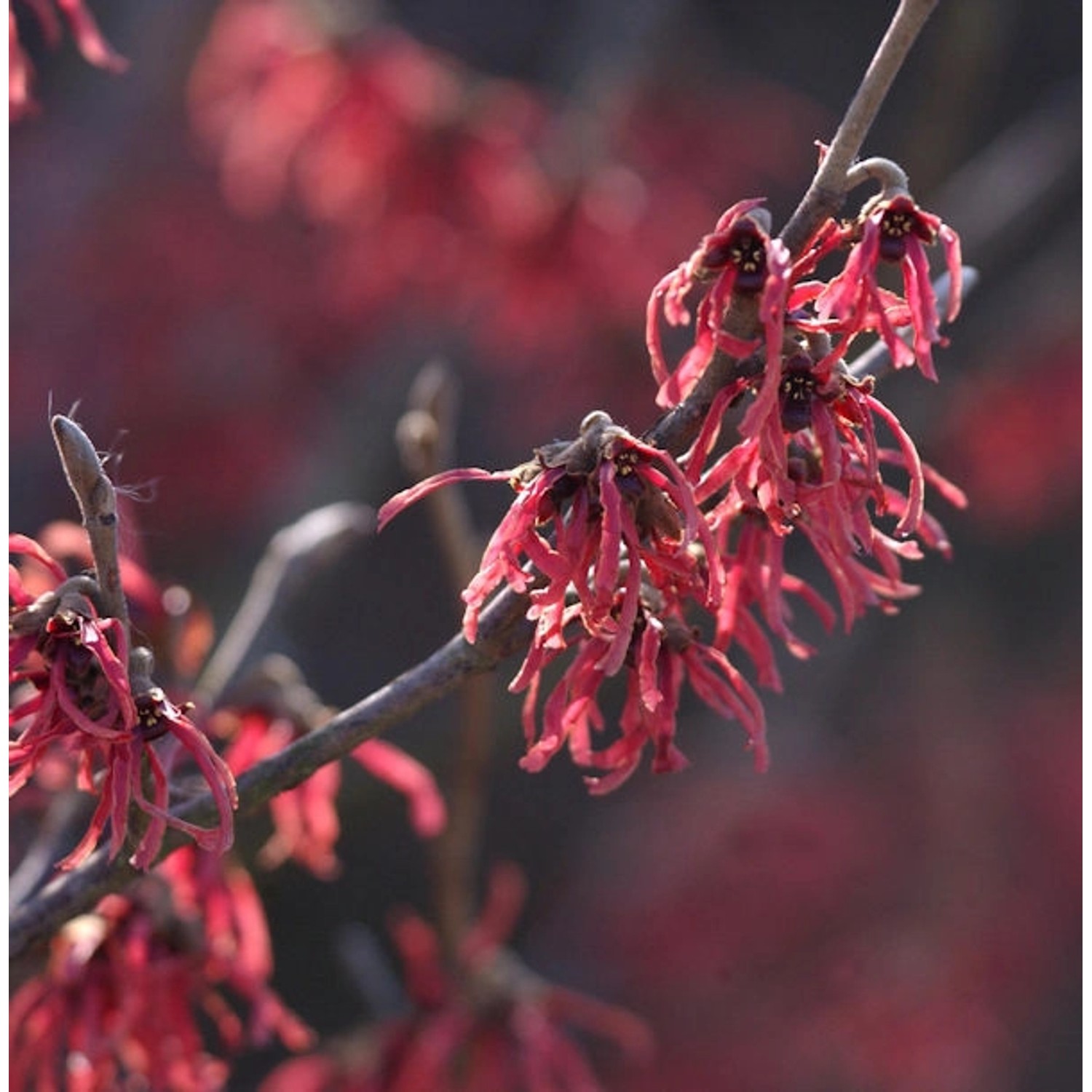 Zaubernuß Amethyst 30-40cm - Hamamelis intermedia günstig online kaufen