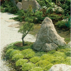 Sternmoos (Sagina) im Steingarten: Bodendecker mit weißen Blüten im 12 cm Topf.