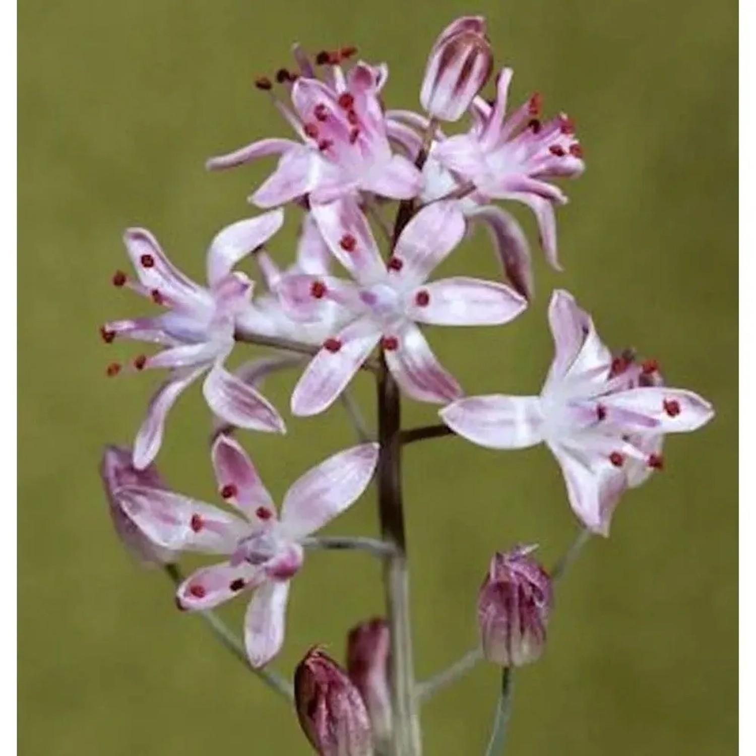 Herbst Blaustern - Scilla autumnalis
