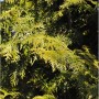 Lebensbaum Brabant 125-150cm - Thuja occidentalis_2