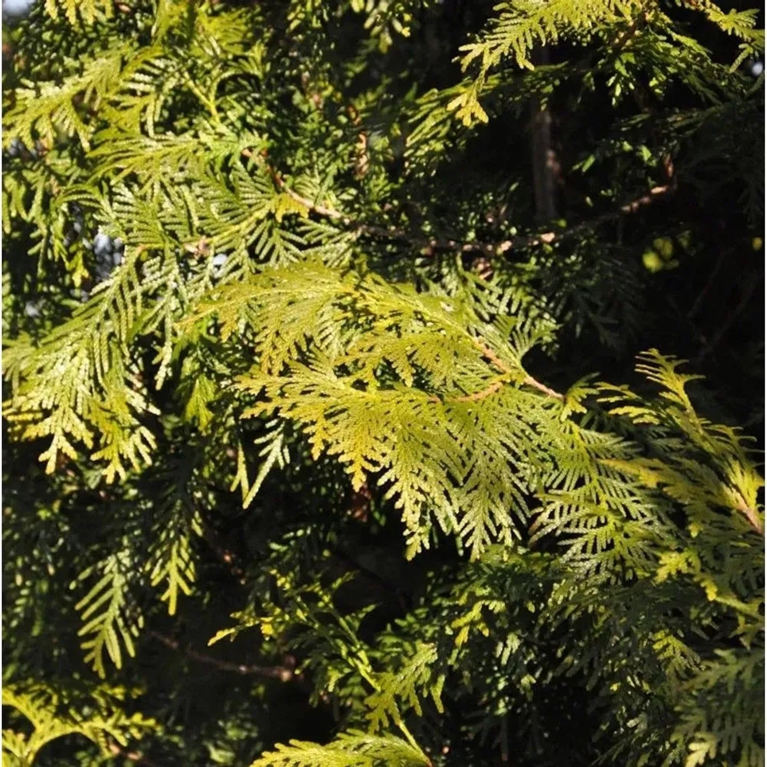 Die Nr-01.de Thuja Brabant 125-150 cm kaufen bei OBI
