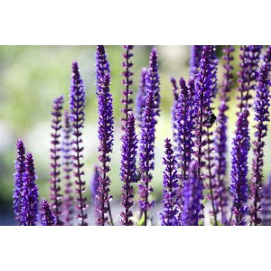 Blühender Steppen-Salbei 'Sensation Deep Blue' mit tiefblauen Blütenständen im Garten.