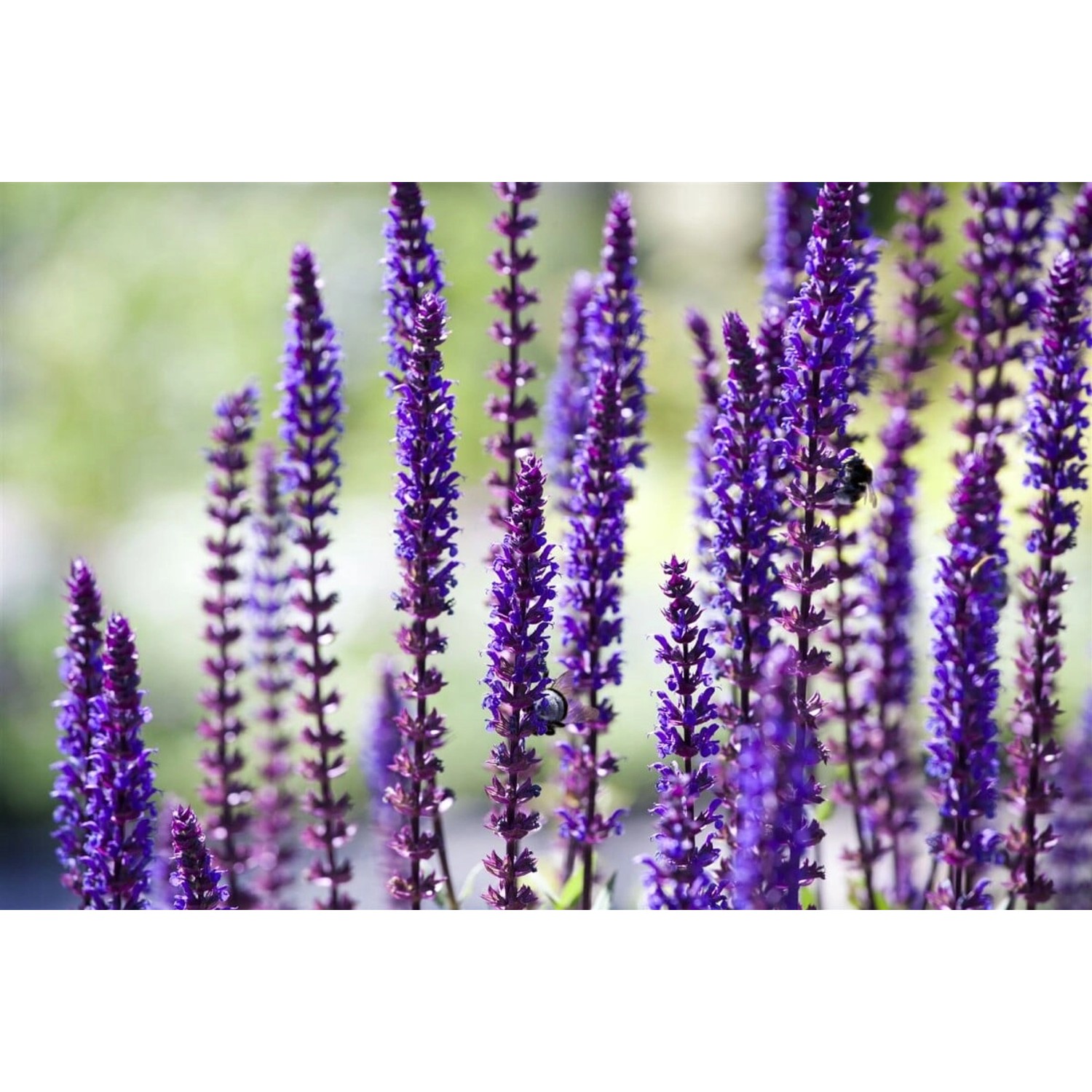 Salvia Nemorosa Sensation Deep Blue R Steppen Salbei Ca. 9x9 cm Topf günstig online kaufen