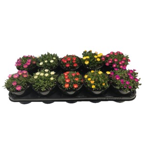 Mittagsblume 'Jewel' im Topf, verschiedene Farben. Blühende, dekorative Beetpflanze.