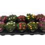 Mittagsblume 'Jewel' im Topf, verschiedene Farben. Blühende, dekorative Beetpflanze.