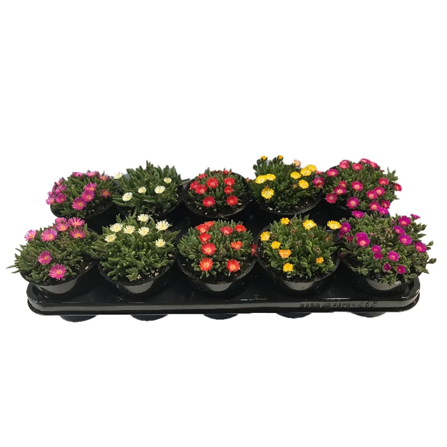 Mittagsblume 'Jewel' im Topf, verschiedene Farben. Blühende, dekorative Beetpflanze.