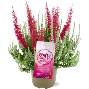 Knospenheide GG "Fluffy Kiss" Topf-Ø ca. 11 cm Calluna vulgaris