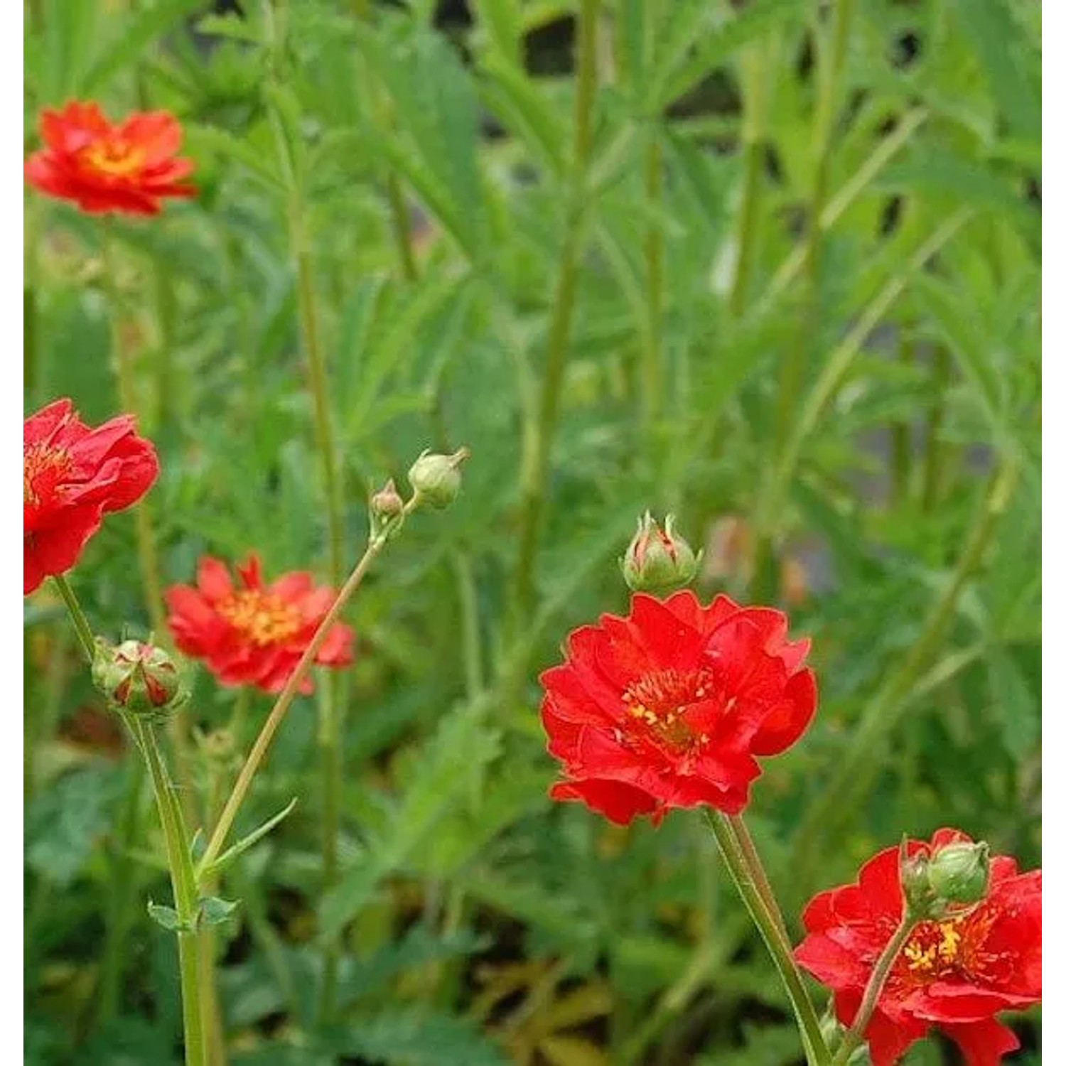 Nelkenwurz Feuerball - Geum chiloense