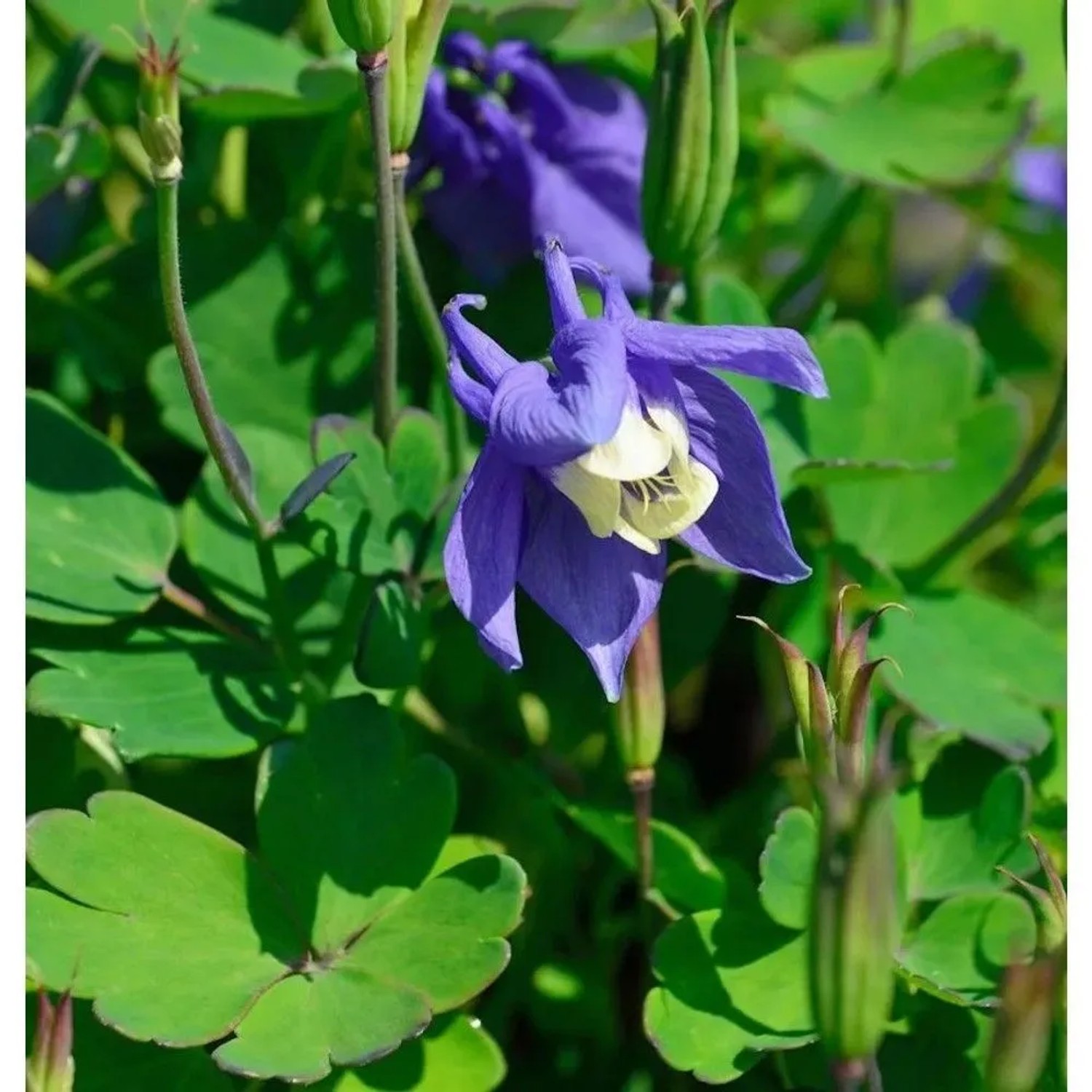 Zwergakelei Ministar - Aquilegia flabellata