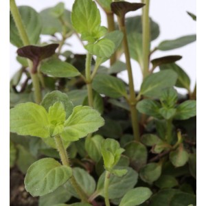 Nahaufnahme der grünen Ackerminze (Mentha arvensis), eine krautige Staude.