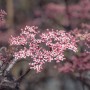 Nahaufnahme des dunkelvioletten Schwarzen Holunder Black Beauty mit rosa Blüten.
