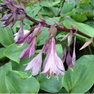 Funkie 'Purple Heart' (Hosta): Staude mit lila Blüten und grünen Blättern.