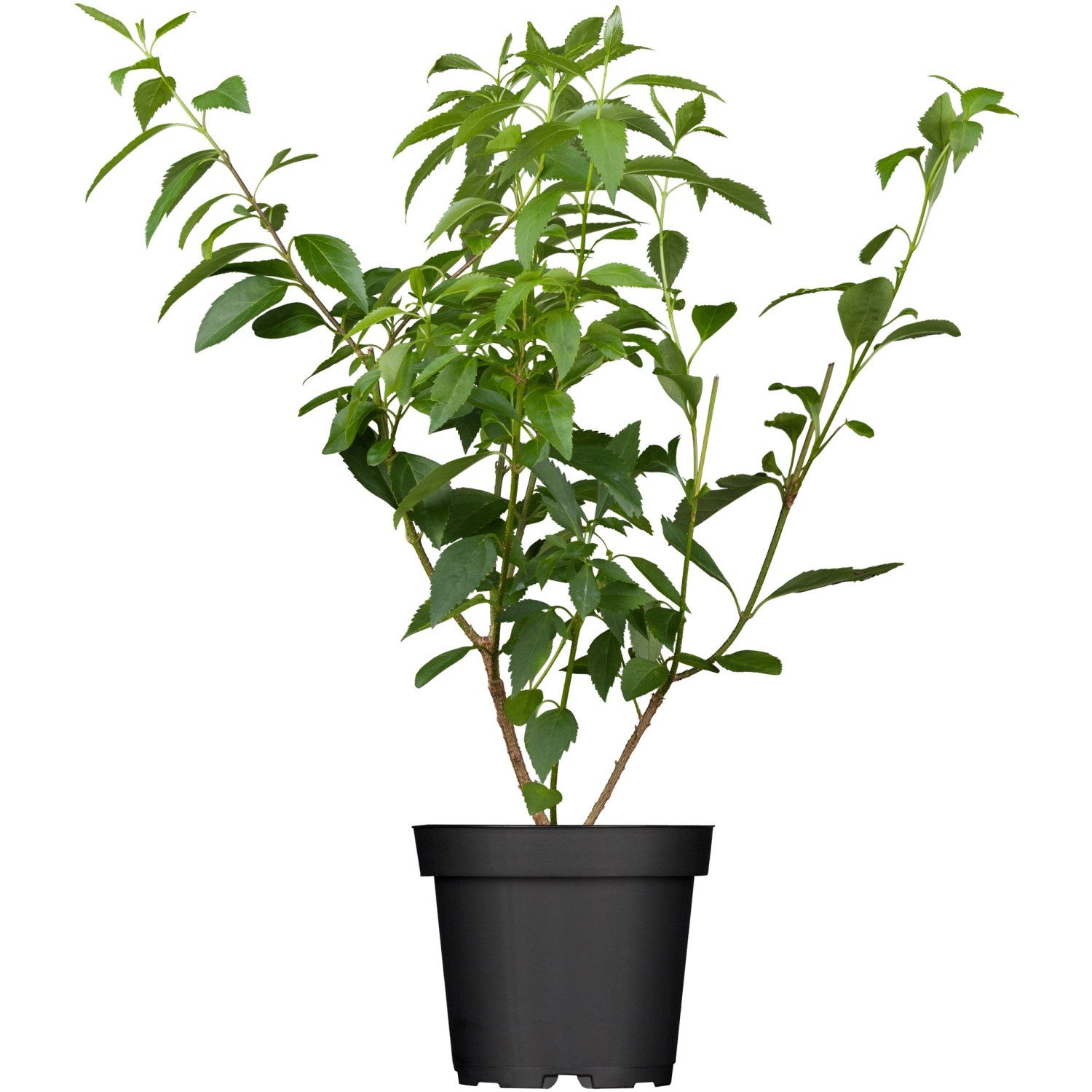 OBI Forsythie Lynwood Gold Gelb Höhe ca. 50 - 60 cm Topf ca. 3,5 l Forsythia