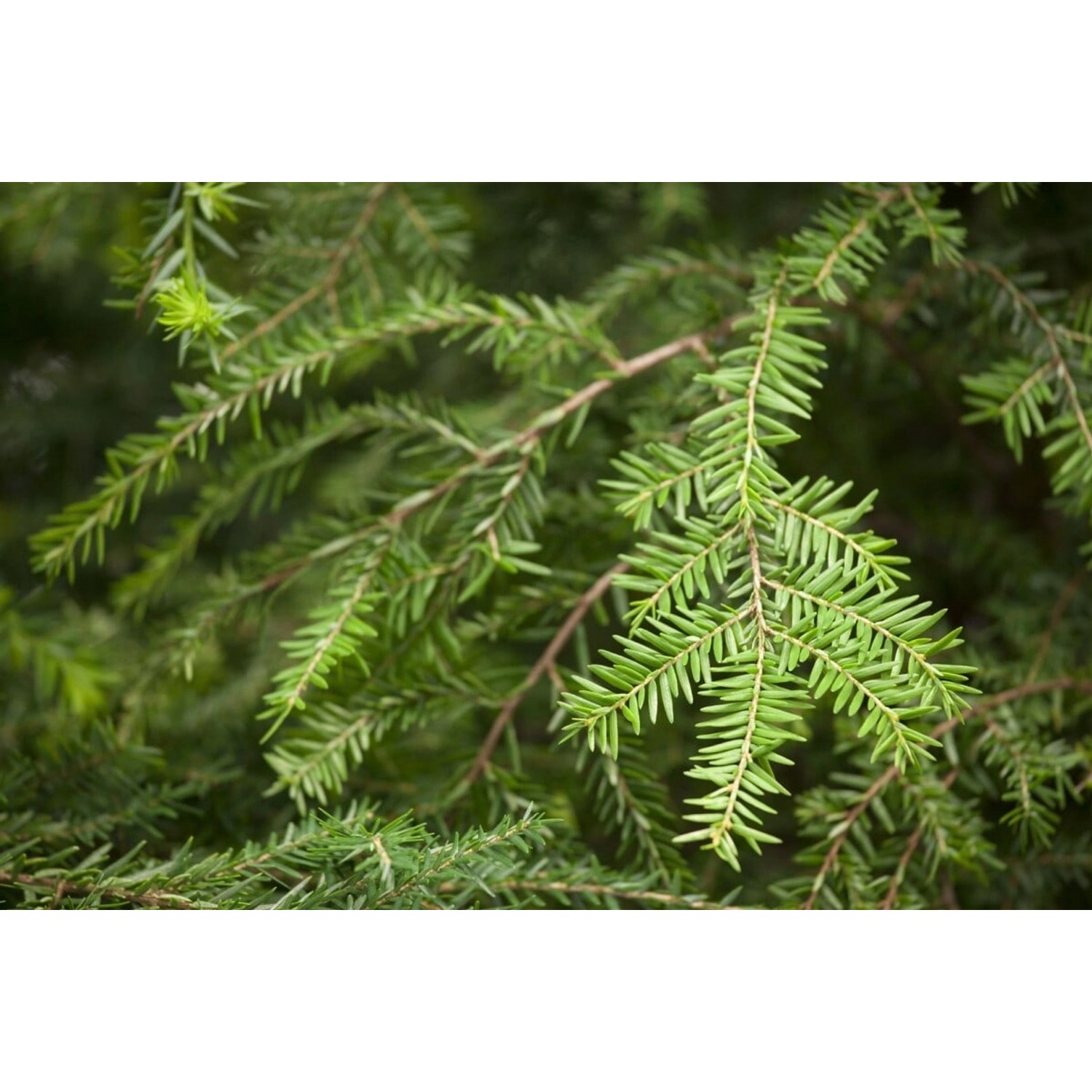 Tsuga Canadensis Kanadische Hemlocktanne 80–100 cm günstig online kaufen
