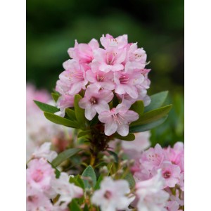 Nahaufnahme eines rosa blühenden Rhododendron Bloombux® im Topf. Immergrüne Alternative zum Buchsbaum.