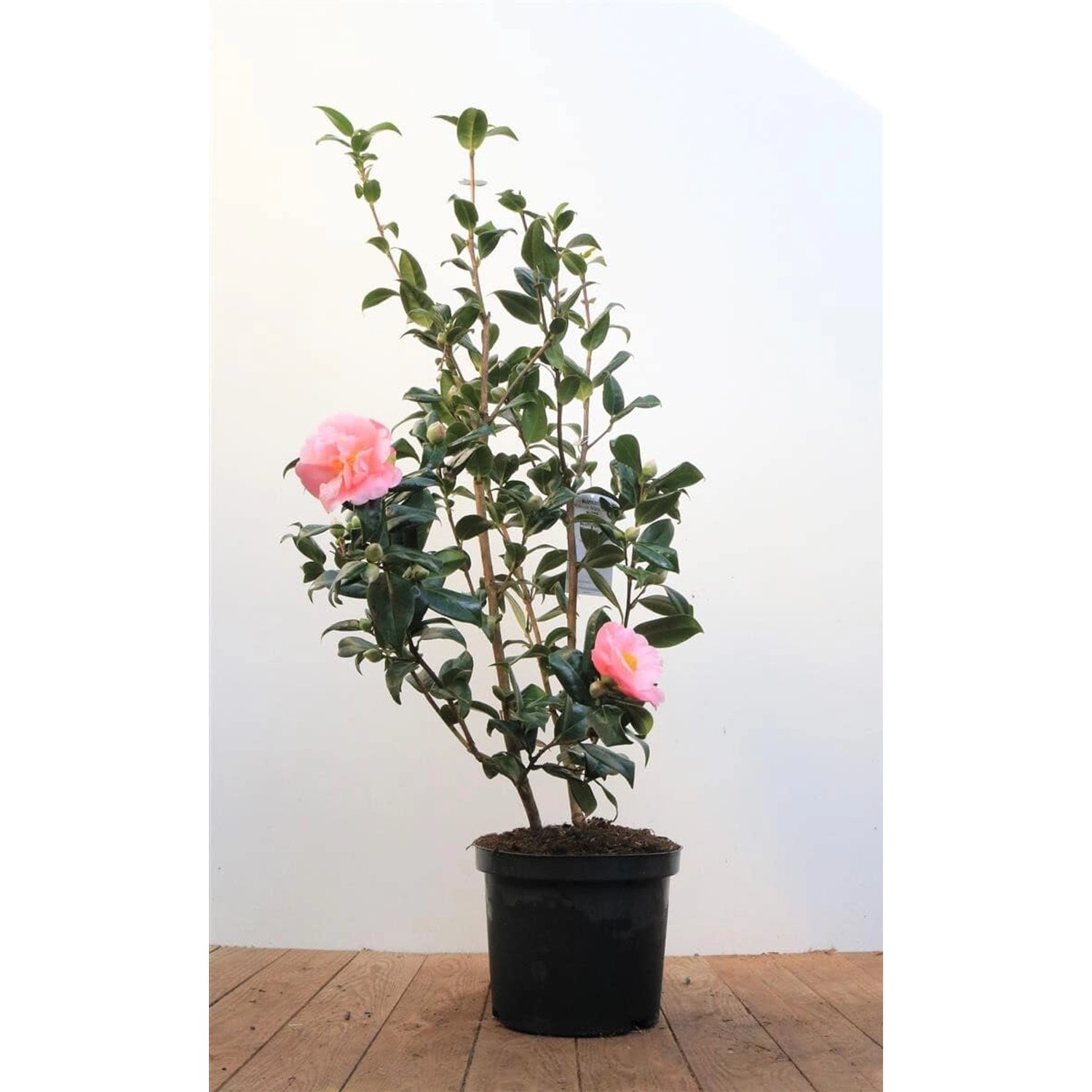 Camellia X Williamsii Kamelie 40-60 cm günstig online kaufen